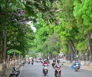 Hà Nội tím biếc mùa hoa bằng lăng