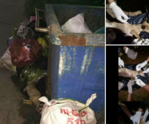 Chú chó bị gãy xương sống, nằm thoi thóp ở bãi rác được nhóm bạn trẻ cứu sống kịp thời