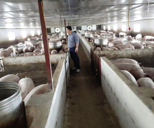 Tin “lợn tăng giá” là chiêu trò của gian thương