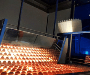 Trứng, thịt gà công nghiệp “rẻ chưa từng thấy”