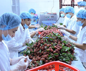 Giá trị xuất khẩu rau quả tiếp tục "vượt mặt" lúa gạo, dầu thô