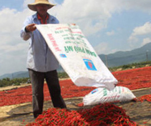 Ớt rớt giá thê thảm, dân điêu đứng vì thương lái Trung Quốc “bỏ chạy”?