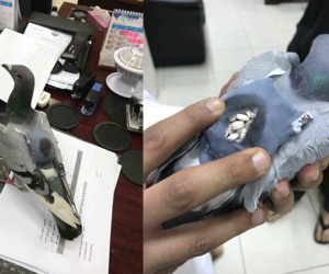 Bắt được con chim bồ câu đang đem 178 viên ma túy đi bán