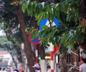 Biển báo giao thông "thách thức" người đi đường Thủ đô