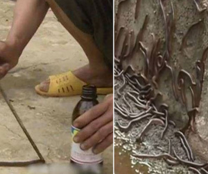 Cả vùng quê bị "quái trùng" tấn công: Đổ thuốc sâu đậm đặc tiêu diệt, càng giết càng nhiều