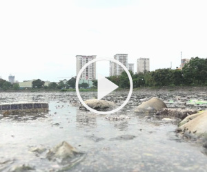 Rác thải, xác động vật bốc mùi trên mặt hồ đền Lừ