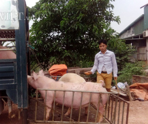 1 triệu tấn lợn Việt Nam sẽ xuất khẩu chính ngạch sang Trung Quốc