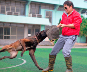 Bên trong trại huấn luyện chó bảo vệ của võ sư karatedo