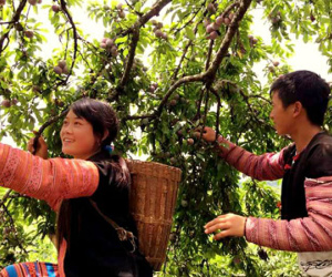 Chủ vườn bán một tấn mận trong ngày hội hái quả Mộc Châu