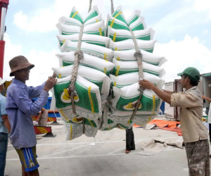 Trung Quốc lại ồ ạt nhập khẩu gạo nếp Việt Nam
