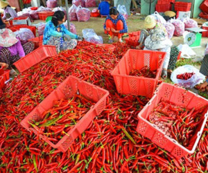 Bình Định: Tận cùng nỗi xót xa khi giá ớt chỉ còn 2.000 đồng/kg