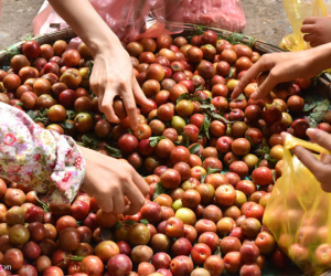 Chợ rượu nếp, vải, mận 'giết sâu bọ' đắt hàng