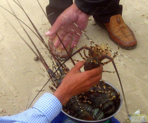 Vụ tôm hùm chết hàng loạt: Người nuôi nghi ngờ do doanh nghiệp xả thải