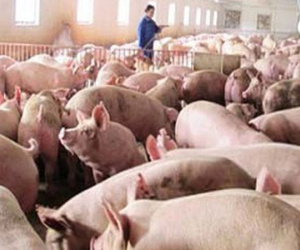 200.000 tấn thịt lợn đã được “giải cứu”