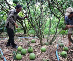 Lại săn lùng đặc sản bưởi da xanh còn... non