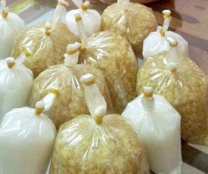 Ngày bán 2 tạ chè bưởi, cô sinh viên thu vài trăm triệu/tháng