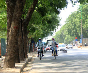 Hà Nội cần hàng tỷ đồng chặt, bứng 4.000 cây xà cừ