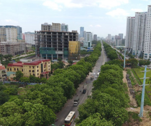Tại sao không xin ý kiến người dân khi chặt hạ cả nghìn cây xanh?