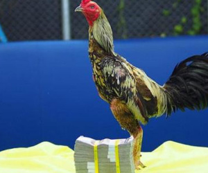 Xám thần, kê thần: Gà chọi bạc tỷ, đổi ngang ô tô