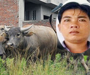 Gã chăn trâu thuê lập đường dây trộm trâu ở miền Tây