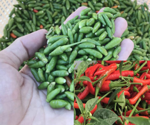 Quảng Ngãi: Lạ đời ớt rừng 300.000 đồng/kg, ớt nhà chỉ 2.000 đ/kg