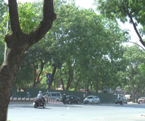 Sự thật dưới hàng xà cừ sắp bị di dời đường Phạm Văn Đồng