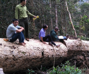 Công an thuê... nhầm lâm tặc chở gỗ tang vật