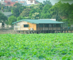 Hà Nội yêu cầu xử lý nghiêm việc lấn chiếm hồ Đầm Trị