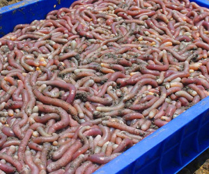 Săn mì chính nhà giàu, tối ôm về tiền triệu
