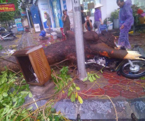 HN: Cành cây cổ thụ đè trúng 2 người sau trận cuồng phong