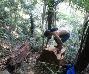 Lâm tặc chặt hạ gỗ trong khu bảo tồn thiên nhiên ở Huế