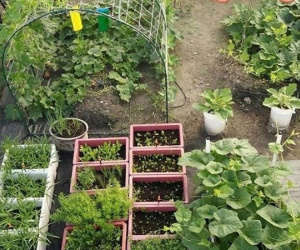 Mê tít những vườn rau sạch của mẹ Việt tại Đài Loan