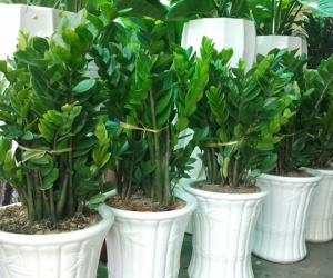 Người mệnh Hỏa nên trồng cây gì trong nhà để hút tài lộc, đuổi rủi ro?