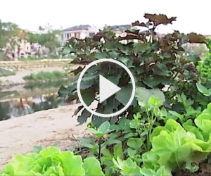 Video: Rau nhiễm độc vì tưới bằng nước sông Tô Lịch