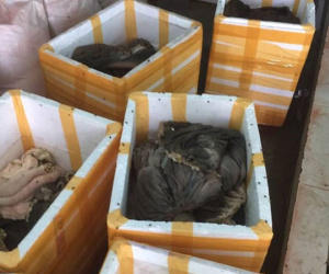 Bắt quả tang cơ sở chế biến "chui" gần 900 kg nội tạng động vật bẩn