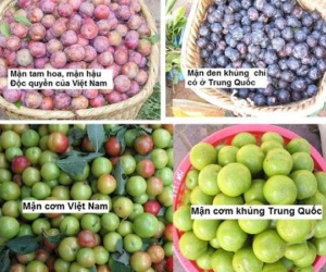 Mận hậu loạn giá, hàng Trung Quốc đội lốt Việt Nam
