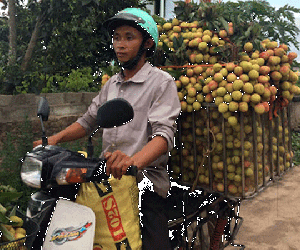 Vải Lục Ngạn bất ngờ... mất mùa, vắng bóng thương lái Trung Quốc