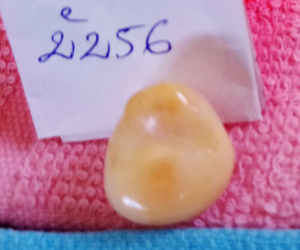 Ngư dân đánh bắt được vật lạ nghi là ngọc ốc quý hiếm