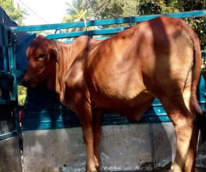 Táo tợn dùng xe tải trộm gần 50 con trâu, bò