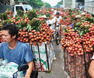 Bắc Giang: Người dân bán được giá, hơn 6.000 tấn vải được xuất sang Trung Quốc