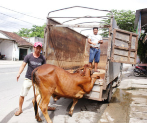 Mua bò được... bảo hành 1 tháng