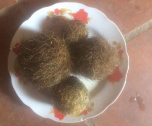 Nghệ An: Người dân đổ xô đi xem 4 dị vật nghi “cát lợn” quý hiếm