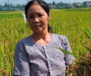 Hà Tĩnh: "Mất mùa không phải do giống lúa Thiên Ưu"