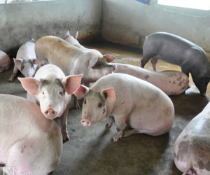 Lợn hơi "siêu" đẹp giá chỉ 22.000 đồng/kg