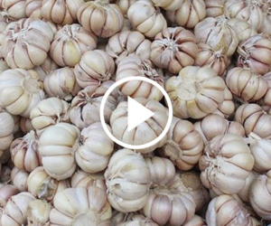 Video: Tỏi Trung Quốc tràn chợ Việt, để cả năm không lo thối