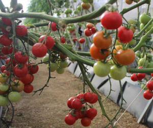Dịch bệnh hoành hành, cà chua Đà Lạt tăng giá mạnh