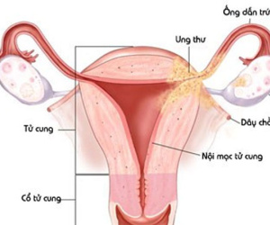 Khám phá bí mật bộ máy sinh sản của phụ nữ