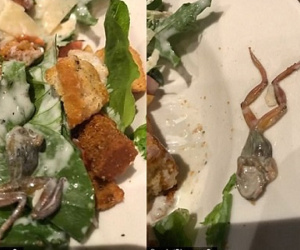 Thực khách nôn thốc tháo vì phát hiện ếch chết trong salad