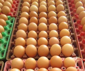 Người chăn nuôi đang lỗ 300-500 đồng mỗi quả trứng