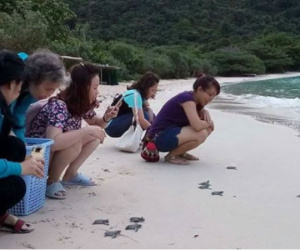 Thả rùa về biển phải trả tiền, có hợp lý?